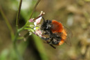 06-3431 Tawny Mining Bee (Andrena fulva) on Flower.